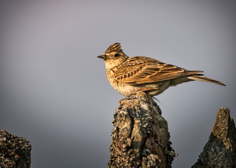 Skylark on a dry stone wall.
