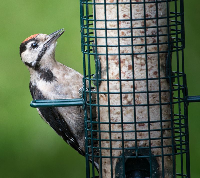 Greater Spotted Woodpecker.