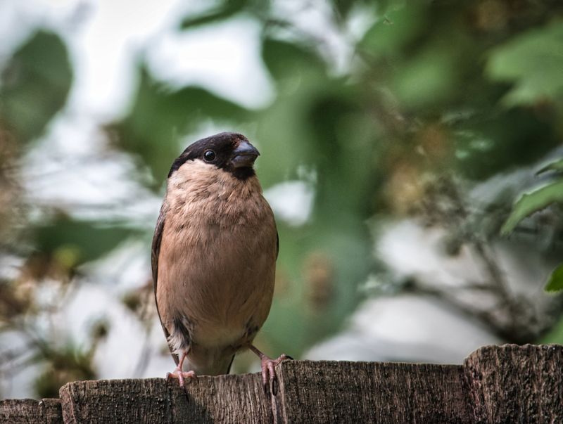 Female Bullfinch.
