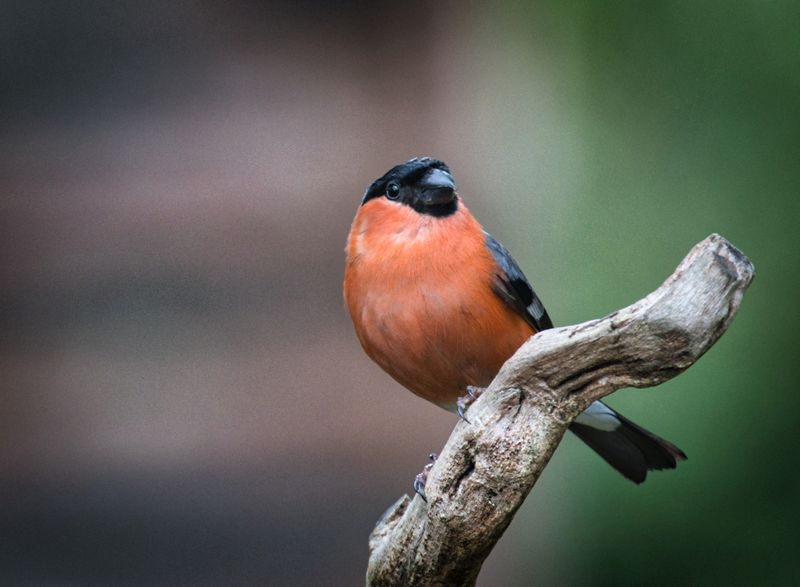 Male Bullfinch.