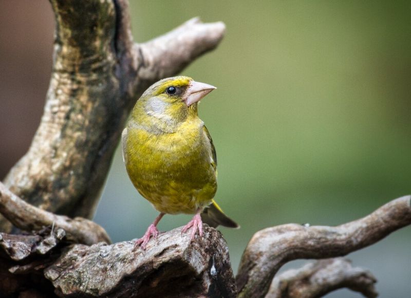 Male Greenfinch.