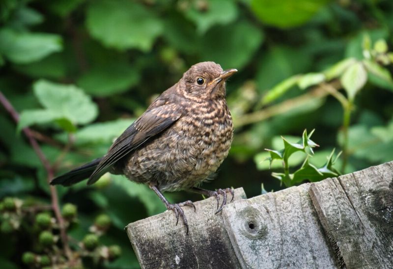 Juvenile female Blackbird.