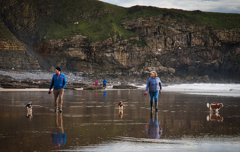 Cavalier King Charles Spaniels enjoying their beach walk.