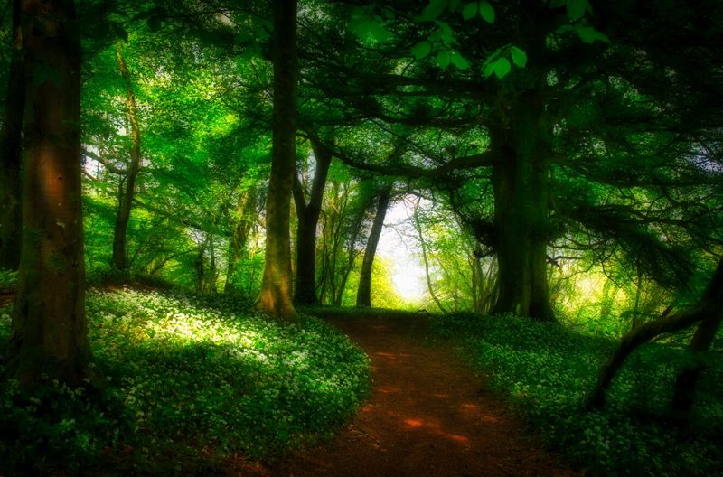 Spring wild garlic.
