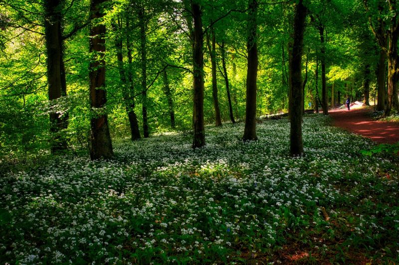 Springtime wild garlic.