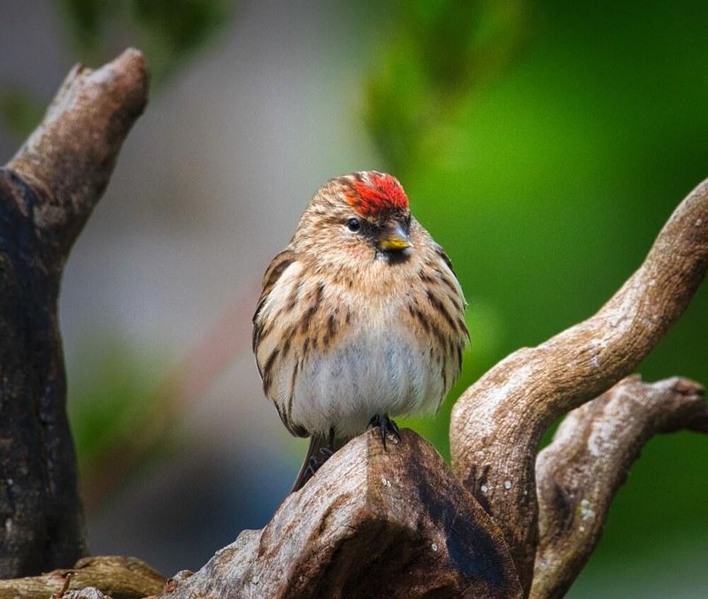 Redpoll.