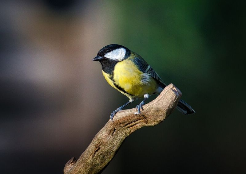 Great Tit.