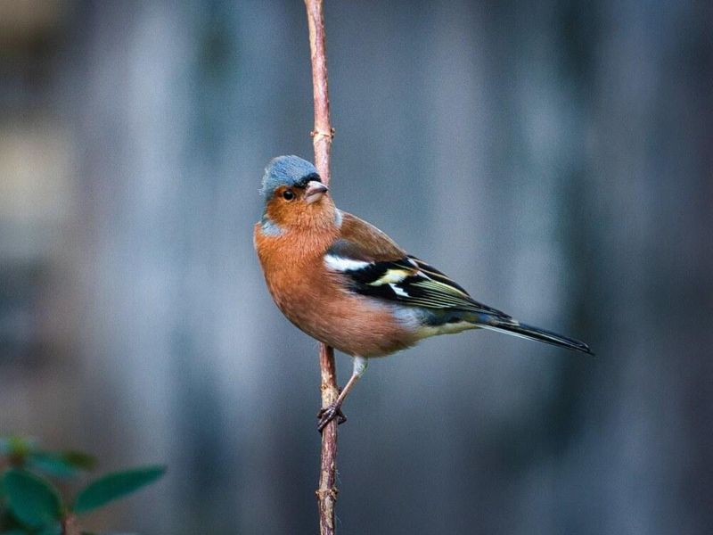 Male Chaffinch.