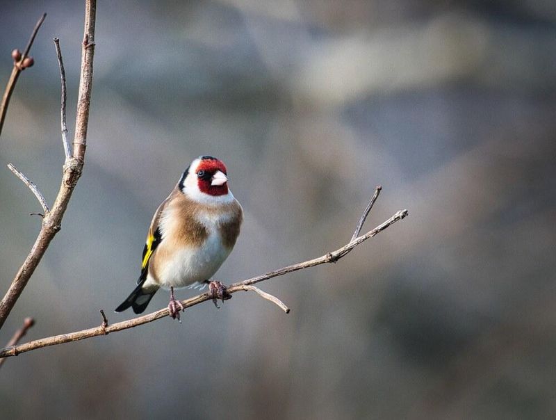 Goldfinch