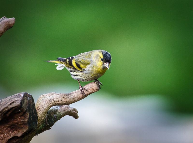 Male Siskin.