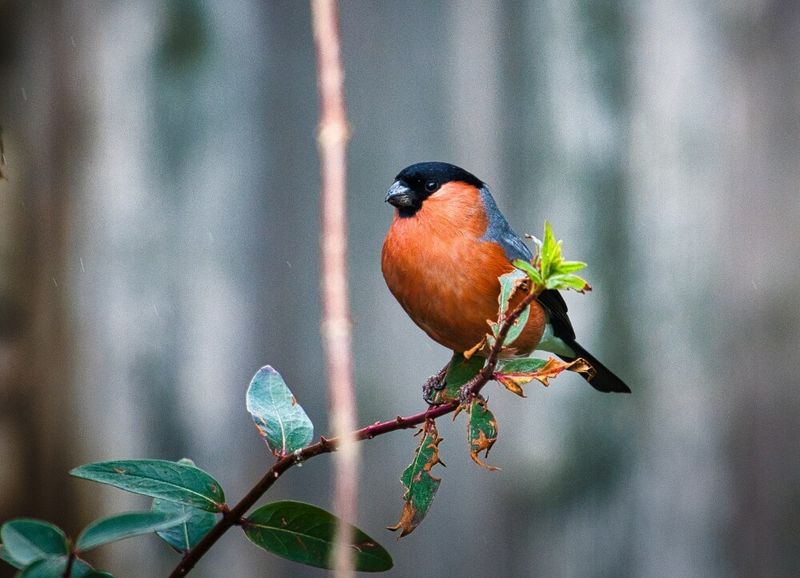 Male Bullfinch.