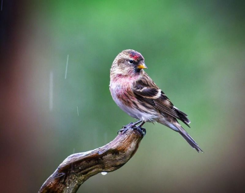Soggy Redpoll.