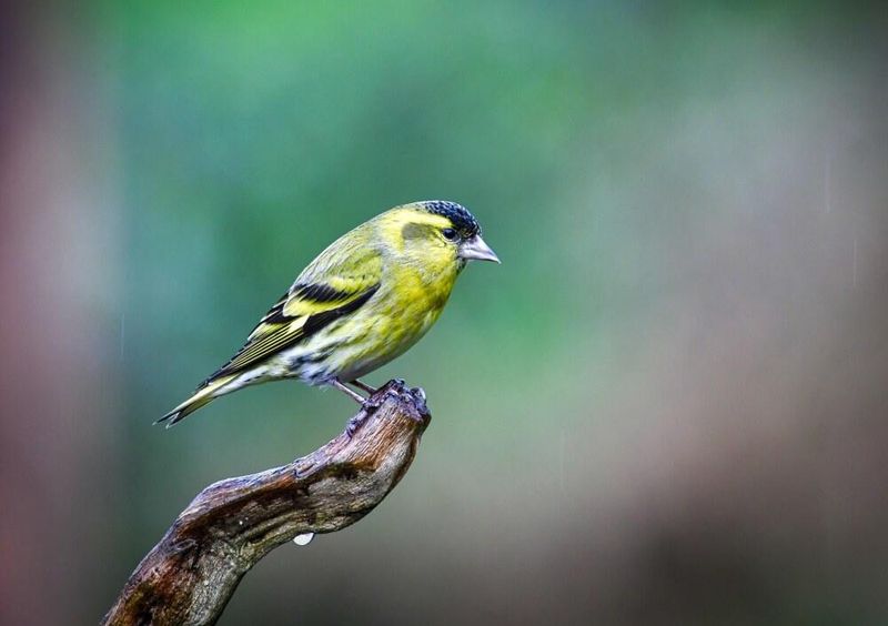 Male Siskin.