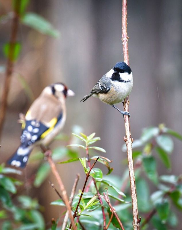 Coal Tit and friend.