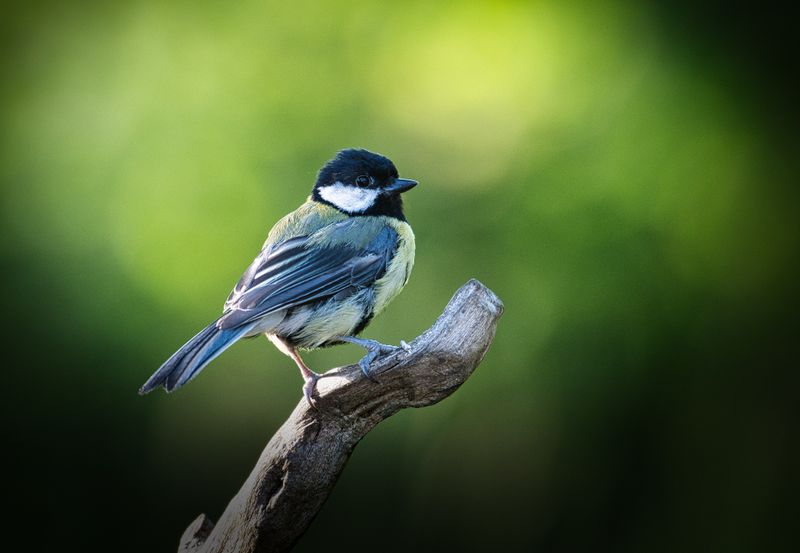 Great Tit.