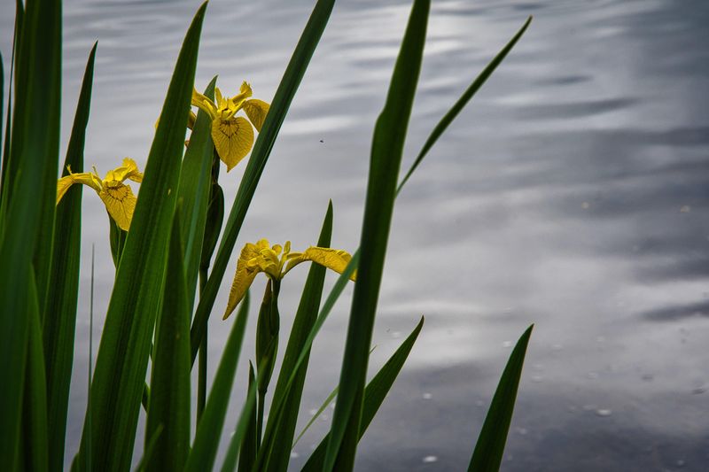 River side Iris.