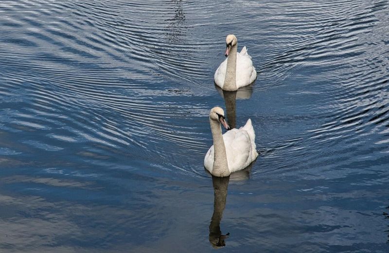 Line astern.