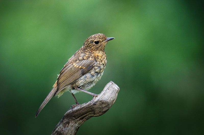 Juvenile Robin.