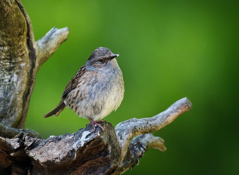 Juvenile Dunnock.