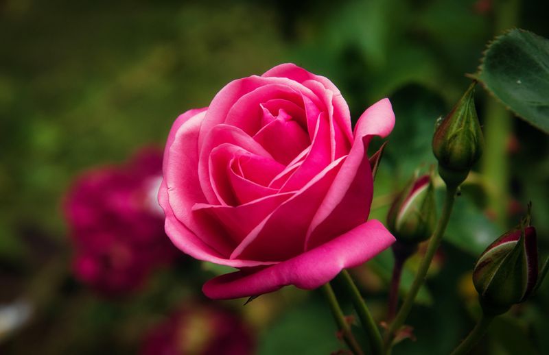 DSC_0487.jpg