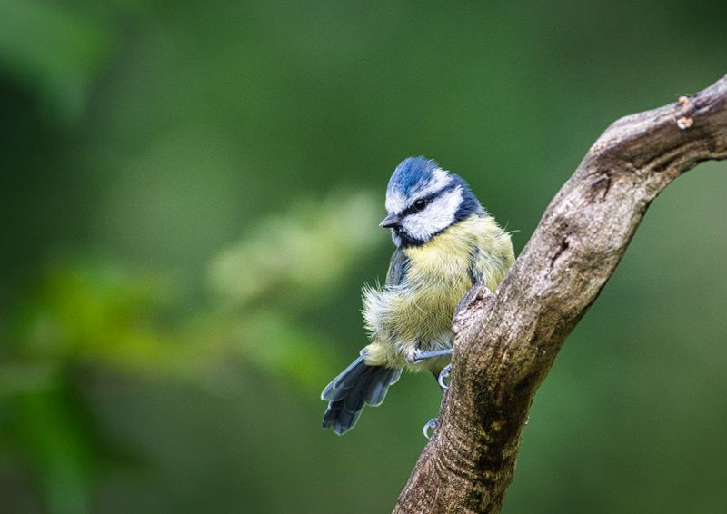 Blue Tit