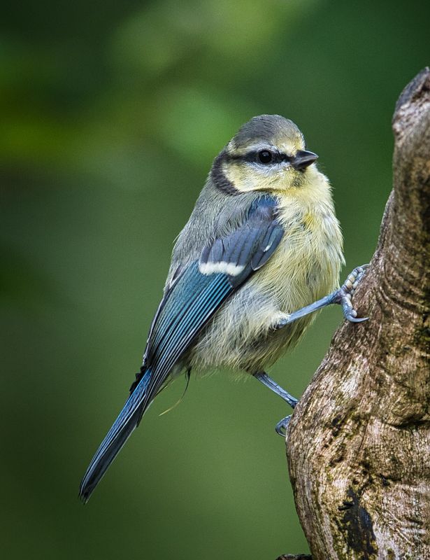Juvenile Blue Tit