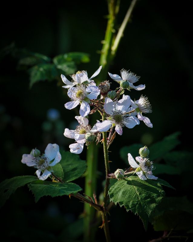 Brambles