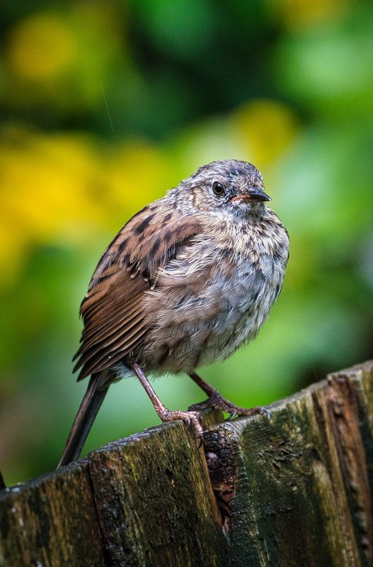 Juvenile Dunnock