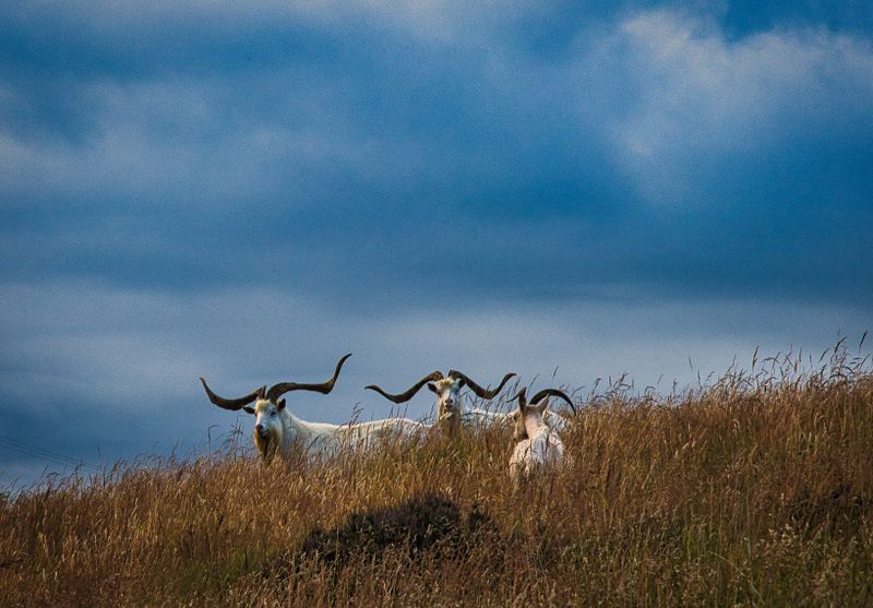 Goats on the Rhigos Mountain.