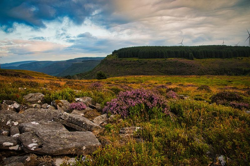 Hen Drer Mynydd, Rhigos Mountain.