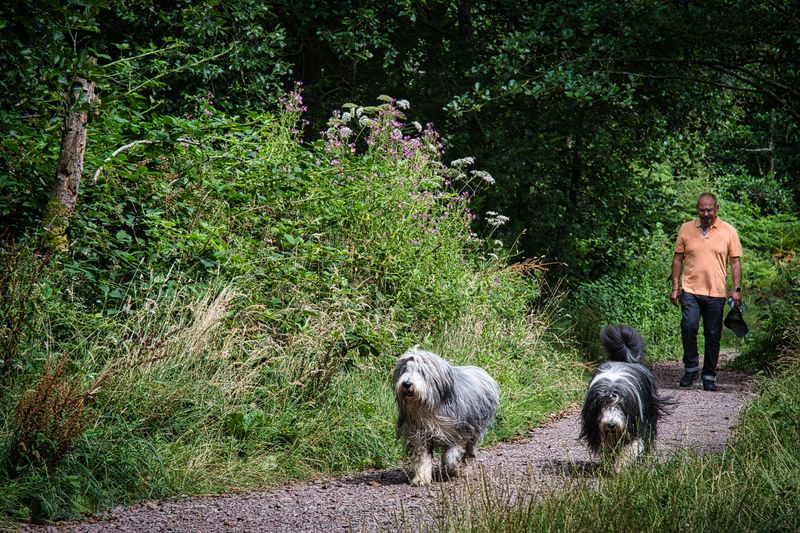 Walking the dogs.