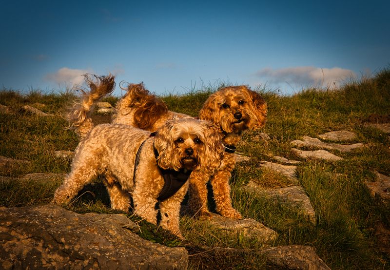 Golden hours dogs at Porthcawl.