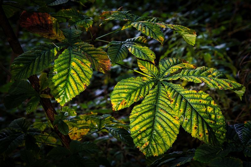 Sweet chestnut leaves.