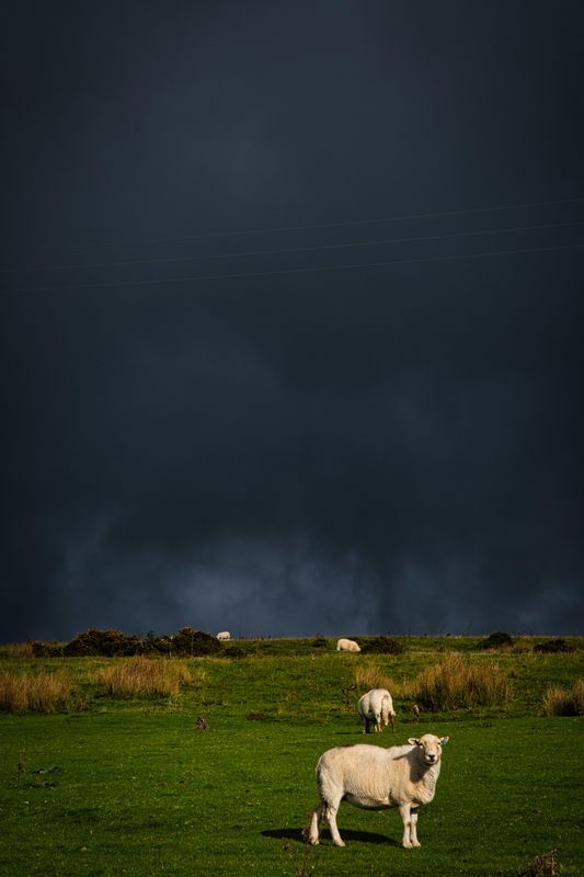 Sheep and rain clouds Gelligaer.