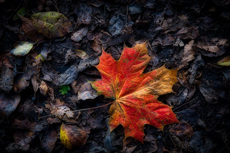 The best of autumns colour.
