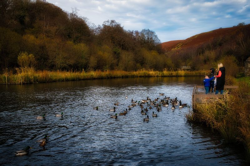 Feeding the ducks.