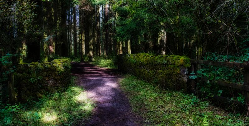 Woodland walk, Brecon Beacons