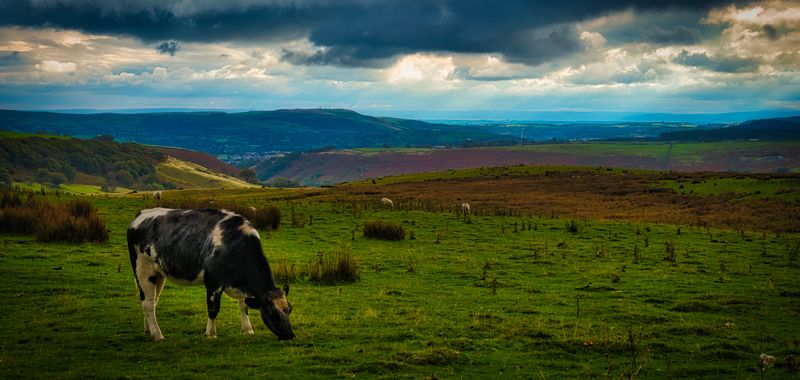 Grazing on Gelligaer Common.