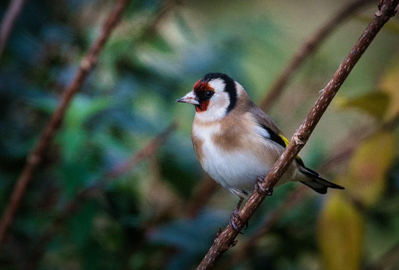 Goldfinch.