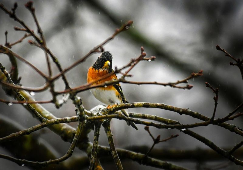 Rare visitor a male Brambling.