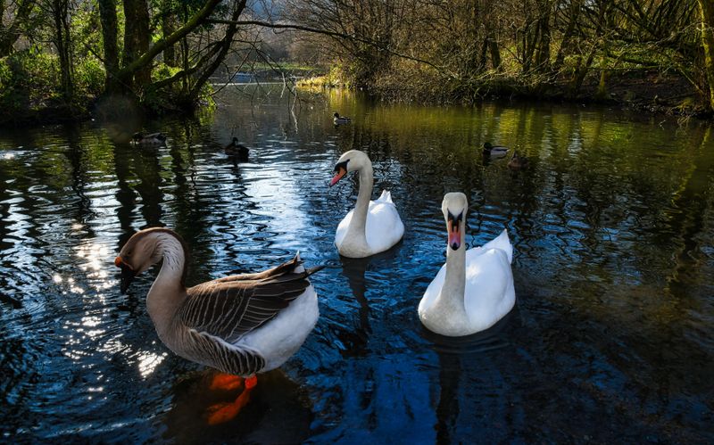 Lake inhabitants.