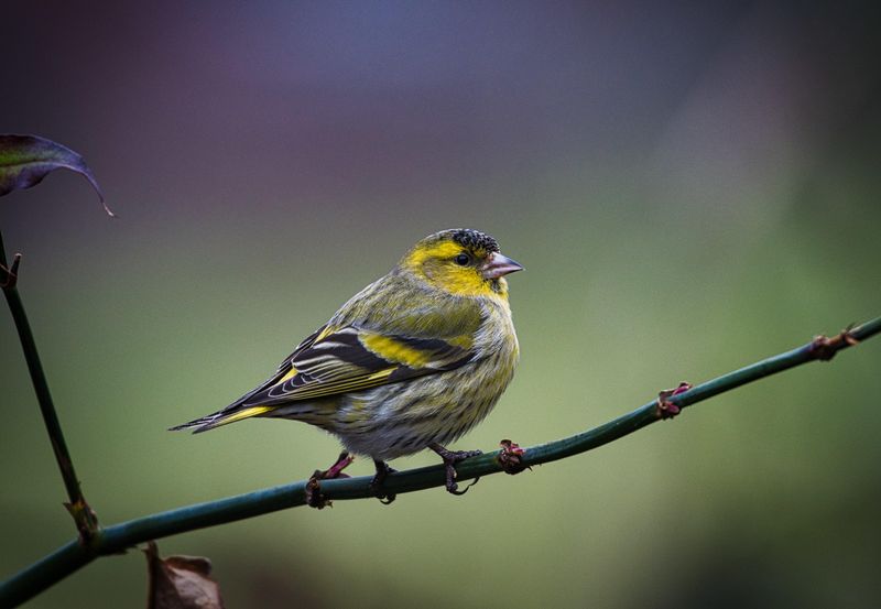 Male Siskin.