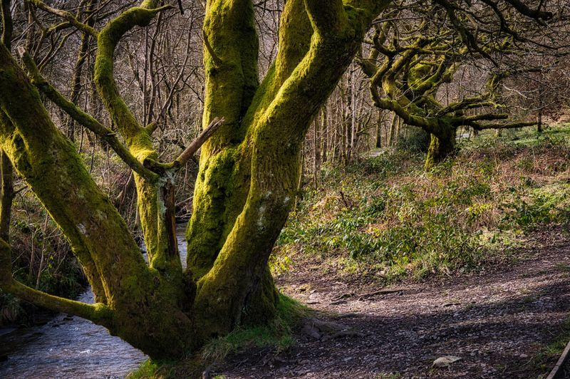 Gnarly oaks.