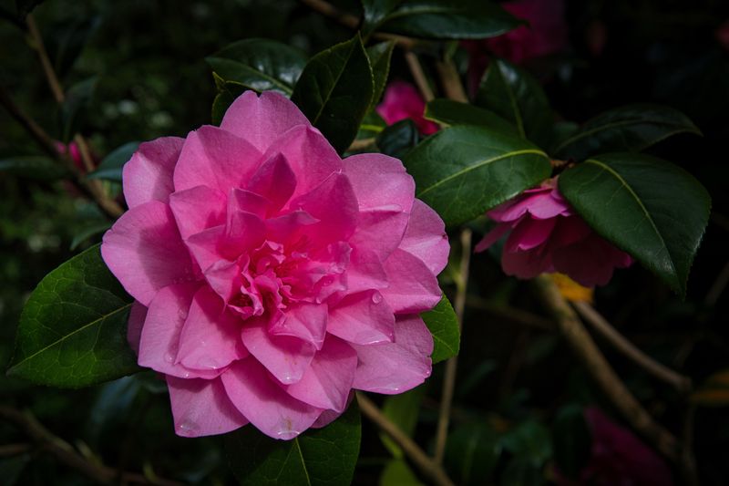 Frankies Camellia.