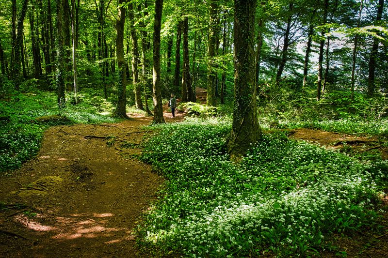 Garlic path.