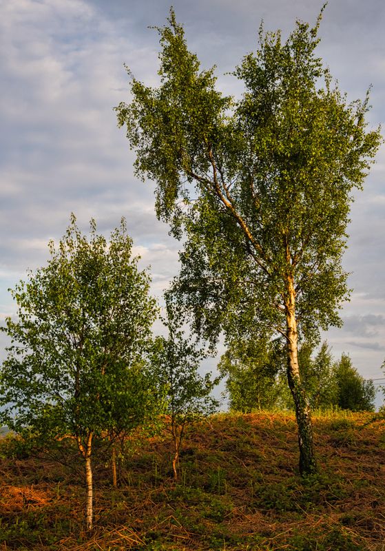 Silver Birch in the evening sun.