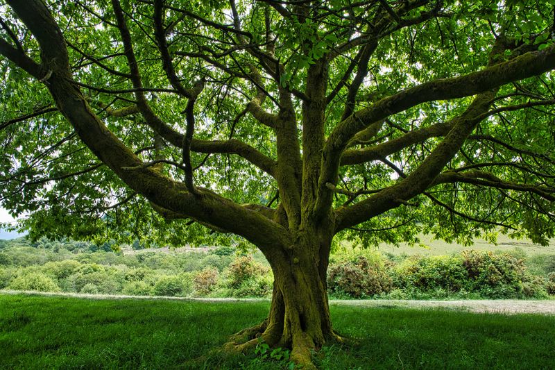 Frame filler. Cherry tree on the site of the old Bwllfa Colliery, Aberdare.