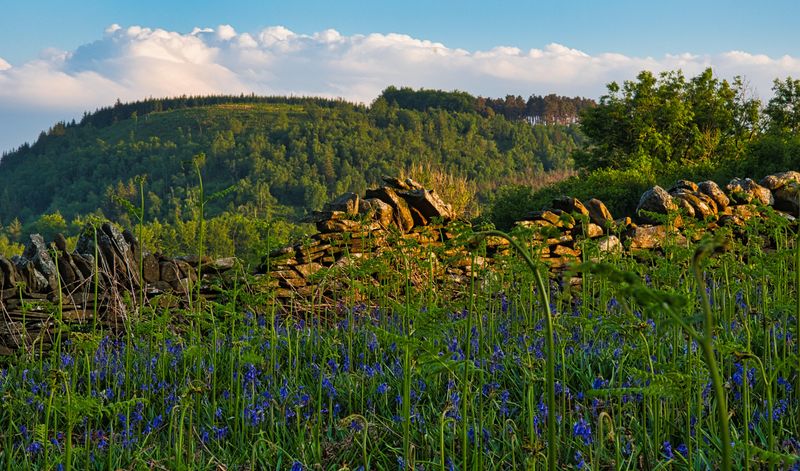 Bluebells at Gelli-Wrgan.