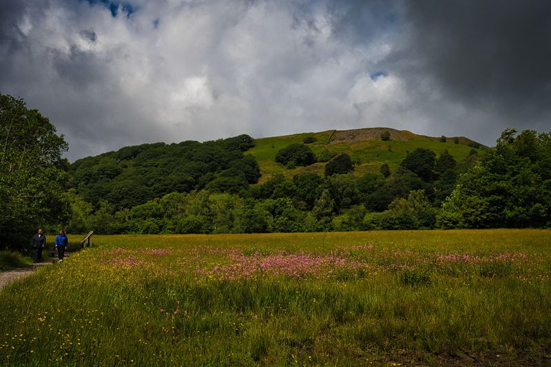 Ragged Robins and Buttercups.