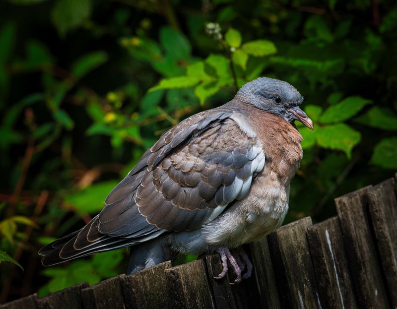 Juvenile Wood Pigeon.